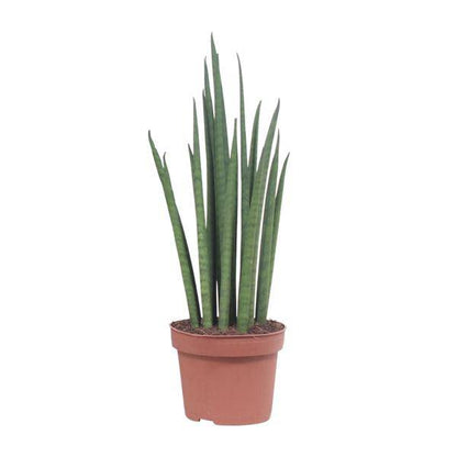 Bogenhanf - Sansevieria Mikado - Zimmerpflanze - Ø12cm - ↕40cm 