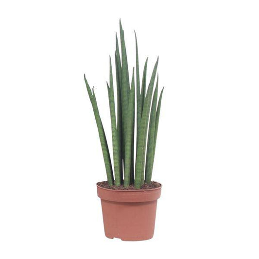 Bogenhanf - Sansevieria Mikado - Zimmerpflanze - Ø12cm - ↕40cm 