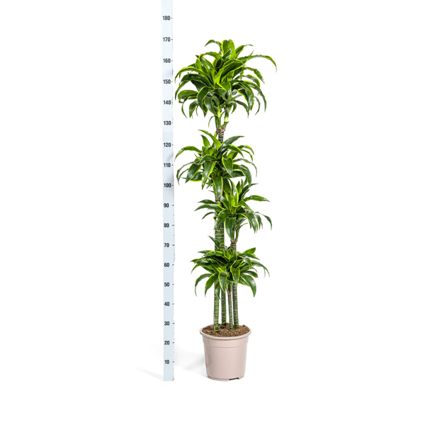 Drachenbaum Dracaena Deremensis Dorado – Zimmerpflanze – Ø27cm Topf – 180 cm Höhe – Elegante, langlebige Blattpflanze 