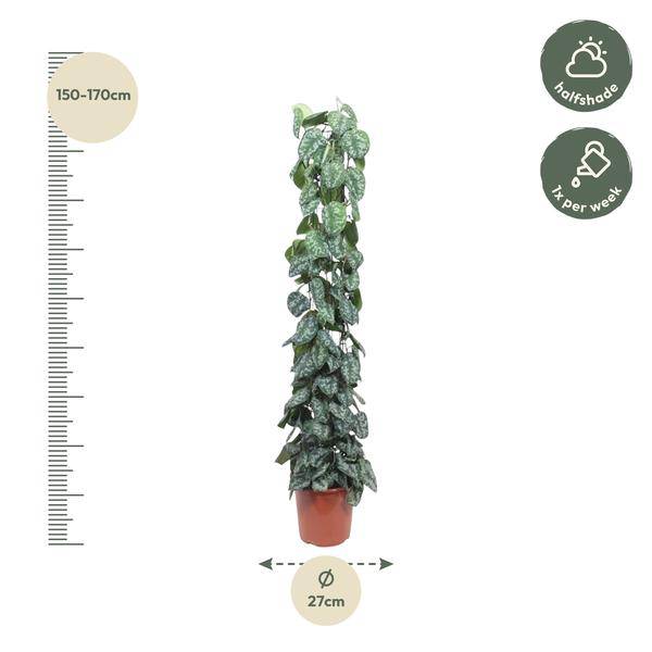 Efeutute – Scindapsus Pictus Trebie – Zimmerpflanze – 160cm – Ø27cm – pflegeleichte Kletterpflanze mit silber gemusterten Blättern 
