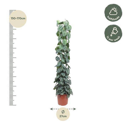 Efeutute – Scindapsus Pictus Trebie – Zimmerpflanze – 160cm – Ø27cm – pflegeleichte Kletterpflanze mit silber gemusterten Blättern 