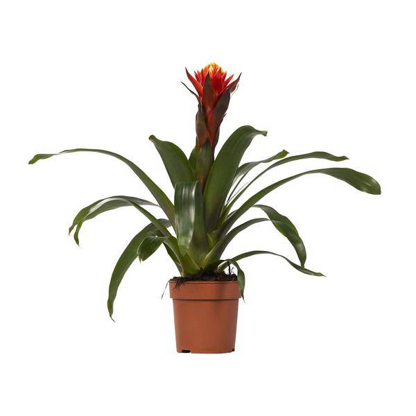 Bromelie - Guzmania Happiness - Zimmerpflanze - Ø12cm ↕45cm 