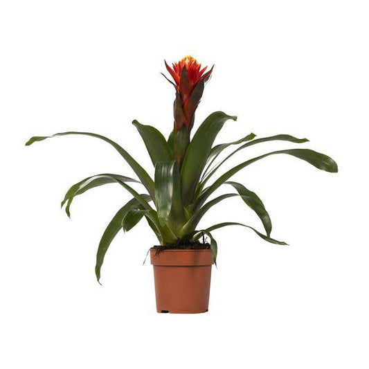 Bromelie - Guzmania Happiness - Zimmerpflanze - Ø12cm ↕45cm 