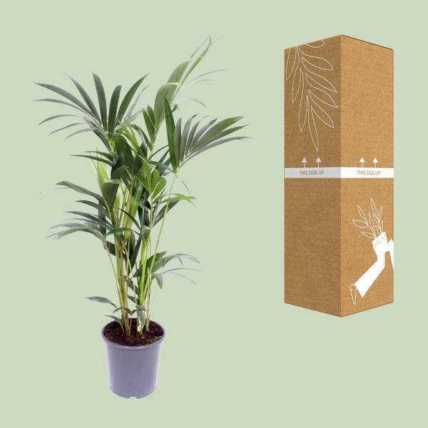 Kentia-Palme - Howea Forsteriana - Zimmerpflanze -Ø21cm - ↕120cm 