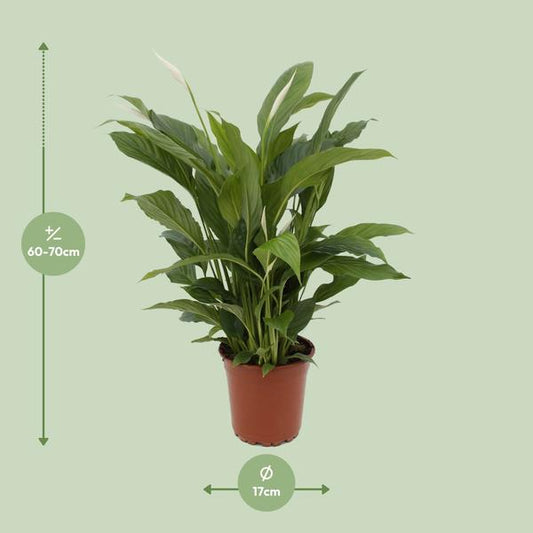 Einblatt – Spathiphyllum Torelli – Friedenslilie Zimmerpflanze 65cm – Ø17cm – Grünpflanze mit weißen Blüten – Luftreinigende Zimmerpflanze für Wohnzimmer, Schlafzimmer & Büro – Pflegeleicht 