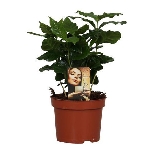 Kaffeepflanze – Coffea Arabica – Zimmerpflanze – Ø12cm ↕25cm – Aromatische Deko – Pflegeleicht – Halbschatten – Tropisch 