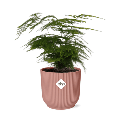 Feder-Spargel Asparagus Setaceus Plumosus – Zimmerpflanze Ø12cm inkl. Ziertopf Vibes Fold Rosa Ø14cm – Pflegeleichter Spargelfarn mit luftreinigenden Eigenschaften – Dekorative Grünpflanze für Wohnzimmer, Büro & Schlafzimmer 