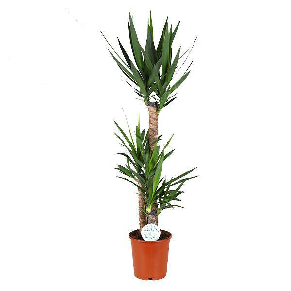 Palmlilie Yucca – Große Zimmerpflanze Ø24 cm – 125 cm hoch – Pflegeleicht & Robust – Ideal für Wohnzimmer & Büro 