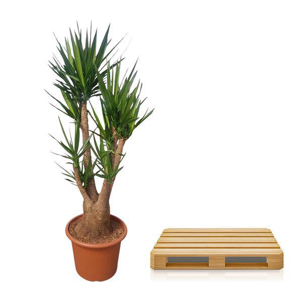 Riesen-Palmlilie – Yucca Elephantipes verzweigt – Zimmerpflanze 190cm – Ø55cm – Tropische Grünpflanze für Wohnzimmer, Büro & Wintergarten – Pflegeleicht & robust 