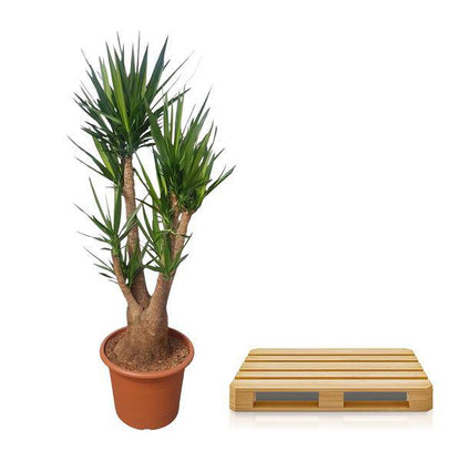 Riesen-Palmlilie – Yucca Elephantipes verzweigt – Zimmerpflanze 190cm – Ø55cm – Tropische Grünpflanze für Wohnzimmer, Büro & Wintergarten – Pflegeleicht & robust 