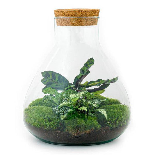 Flaschengarten – DIY Terrarium Sammie – ↕27cm – Selbstversorgendes Pflanzen-Terrarium mit Fittonia & Calathea – Inkl. Glasgefäß, Moos, Erde & Anleitung – Mini-Ökosystem zum Selberbauen 