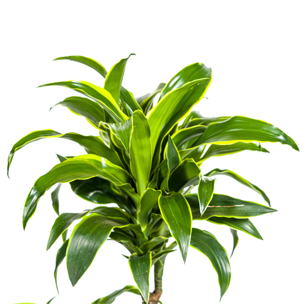 Dracaena Deremensis Dorado – Drachenbaum – Zimmerpflanze – Ø21cm – Höhe 100–120cm – Dunkelgrüne Blätter mit gelbem Rand – Pflegeleicht & dekorativ 