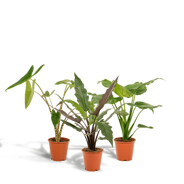 Alocasia Zebrina - Ø19cm - ↕75cm + Alocasia Cucullata - Ø19cm - ↕60cm + Alocasia Lauterbachiana - Ø19cm - ↕75cm 