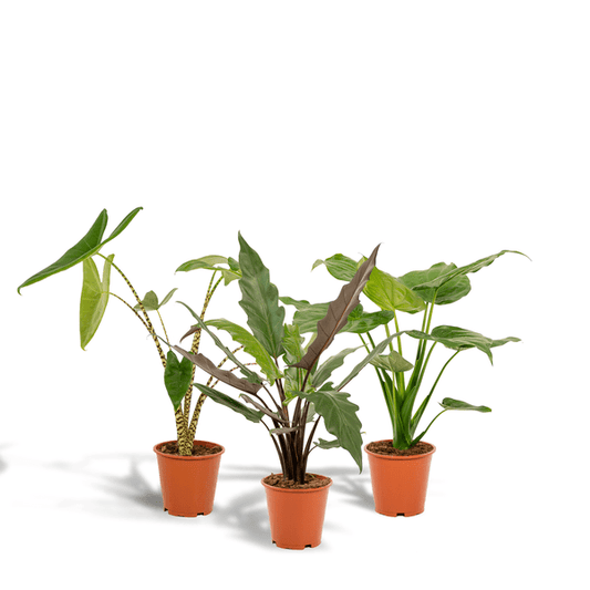 Alocasia Zebrina - Ø19cm - ↕75cm + Alocasia Cucullata - Ø19cm - ↕60cm + Alocasia Lauterbachiana - Ø19cm - ↕75cm 