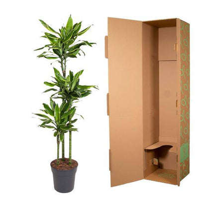 Drachenbaum – Dracaena Golden Coast 160cm – Ø24cm – Zimmerpflanze mit grünen & goldgelben Blättern – Elegante pflegeleichte Dekopflanze für Wohnzimmer, Büro & Wintergarten 