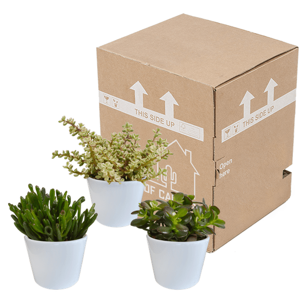 Dickblatt - Crassula - Mix - 10,5 cm - 3 Stück + Topf 