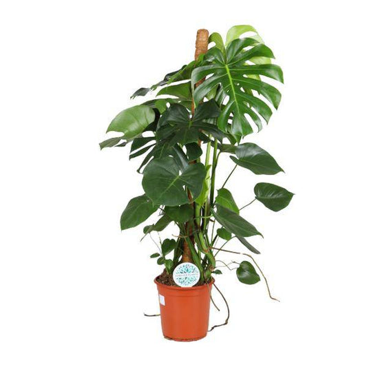 Köstliches Fensterblatt - Monstera Deliciosa - Zimmerpflanze - Ø24cm - ↕105cm 