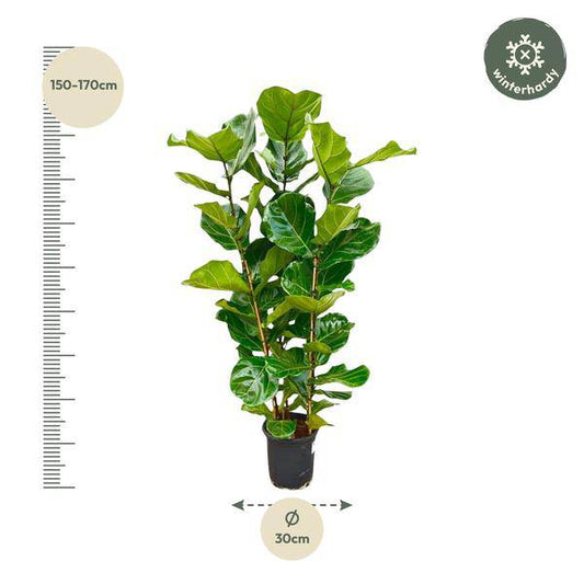 Feigenbaum – Ficus Lyrata Strauch – ca. 165cm hoch – Ø30cm – Geigenfeige als dekorative Zimmerpflanze – XXL Grünpflanze mit großen Blättern – Für Wohnzimmer, Wintergarten & Büro 