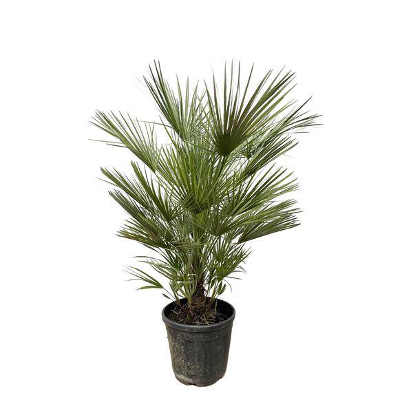 Grüne Zwergpalme – Chamaerops Humilis 150cm – Ø30cm – Europäische frostbeständige Palme – Mediterrane Zimmer- & Gartenpflanze für Innen- und Außenbereiche 