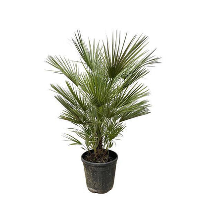 Grüne Zwergpalme – Chamaerops Humilis 150cm – Ø30cm – Europäische frostbeständige Palme – Mediterrane Zimmer- & Gartenpflanze für Innen- und Außenbereiche 