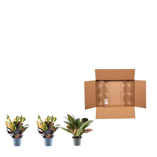 Croton Codiaeum Mix – 3 Pflanzen im Set – Wunderstrauch – Bunte Zimmerpflanzen – Exotische Blattschmuckpflanzen – Ø12cm – ↕30cm 