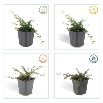 Cotoneaster prostratus 'Streibs Findling' – Zwergmispel – Ø9cm – ↕10-25cm – 12 Pflanzen – Robuster Bodendecker 