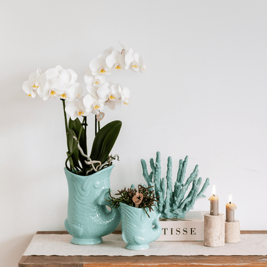Phalaenopsis Orchidee Amabilis Weiß Ø9cm & Sukkulente Crassula Hobbit Ø6cm - Zimmerpflanze - Pflanzset + türkisfarbener Keramik-Ziertöpfe 