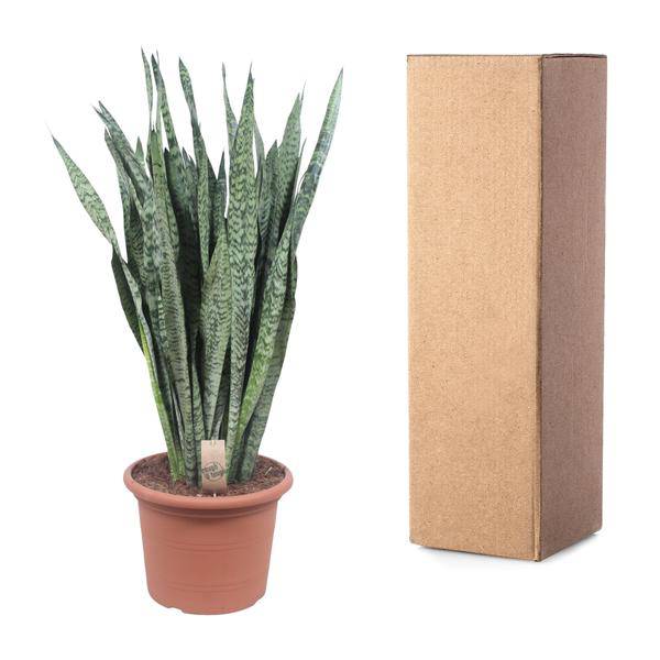 Ceylon-Bogenhanf – Sansevieria Zeylenica – Zimmerpflanze 110cm – Ø35cm – Pflegeleichte Grünpflanze für Wohnzimmer, Büro & Schlafzimmer – Luftreinigende Pflanze 