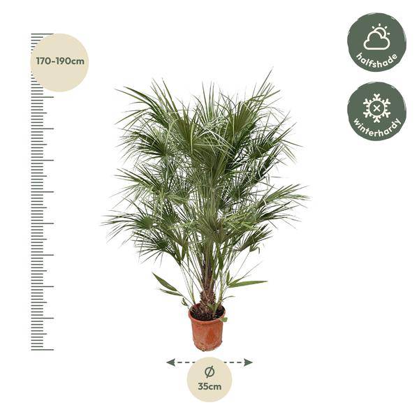 Grüne Zwergpalme – Chamaerops Humilis 170cm – Ø30cm – Mediterrane Kübelpflanze mit fächerförmigen Blättern – Robuste Palme für Garten, Terrasse, Wintergarten & Balkon – Pflegeleicht 