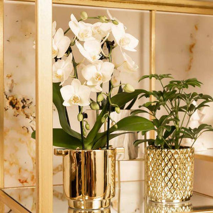 Weiße Phalaenopsis-Orchidee Niagara Fall – Ø9cm – Blühende Zimmerpflanze – Luxuriöse, langlebige weiße Blüten – 35-40cm hoch 