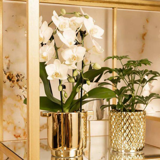 Weiße Phalaenopsis-Orchidee Niagara Fall – Ø9cm – Blühende Zimmerpflanze – Luxuriöse, langlebige weiße Blüten – 35-40cm hoch 
