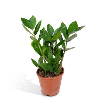 Glücksfeder - Zamioculcas - Zimmerpflanze - Ø12cm - ↕35cm 