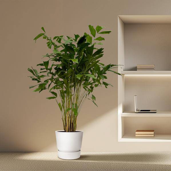 Caryota Mitis – Fischschwanzpalme – Zimmerpflanze ↕210cm – Ø40cm – Tropische Rarität mit gefiederten Blättern – XXL Palme für Wohnzimmer, Wintergarten & Büro 
