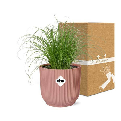 Wechselblättriges Zyperngras Cyperus Alternifolius Zumula – Schirmgras Zimmerpflanze inkl. Ziertopf Vibes Fold Rosa Ø14cm – Pflegeleicht & luftreinigend – Dekorative Sumpfpflanze für Wohnzimmer & Büro 