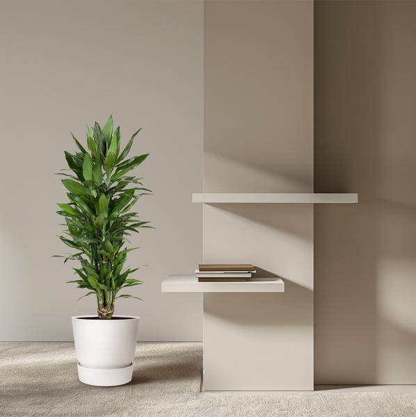 Drachenbaum – Dracaena Janet Lind 110cm – Ø27cm – Elegante Zimmerpflanze mit glänzend dunkelgrünen Blättern – Pflegeleichte Grünpflanze für Büro, Wohnzimmer & Wintergarten 