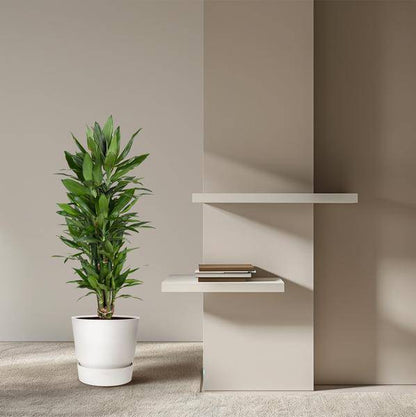 Drachenbaum – Dracaena Janet Lind 110cm – Ø27cm – Elegante Zimmerpflanze mit glänzend dunkelgrünen Blättern – Pflegeleichte Grünpflanze für Büro, Wohnzimmer & Wintergarten 