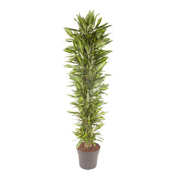 Drachenbaum – Dracaena Cintho 210cm – Ø40cm – XXL Zimmerpflanze mit zweifarbig grünen Blättern – Pflegeleichte Grünpflanze für Wohnzimmer, Büro & Wintergarten 