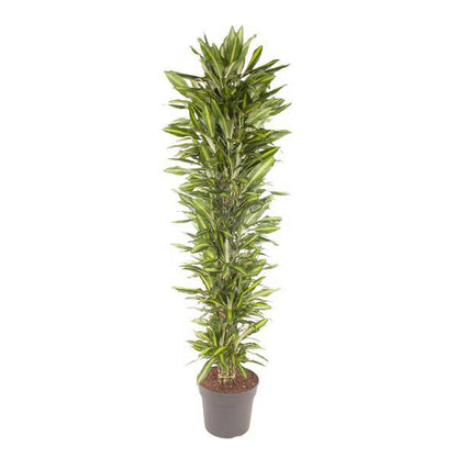 Drachenbaum – Dracaena Cintho 210cm – Ø40cm – XXL Zimmerpflanze mit zweifarbig grünen Blättern – Pflegeleichte Grünpflanze für Wohnzimmer, Büro & Wintergarten 