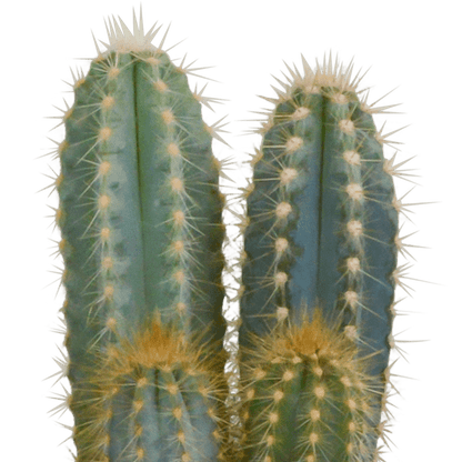 Kakteen Mix - 10,5 cm - 3 Stück - 12cm 