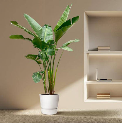 Strelitzia Augusta – Baum-Strelitzie XXL – Weißer Paradiesvogel – 250cm hoch – Ø38cm – Zimmerpflanze mit großen Fächerblättern – Exotischer Blickfang für helle Räume 