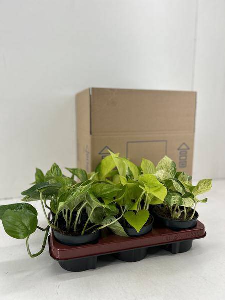 Efeutute - Epipremnum Mix - Ø12cm - ↕15cm - 6 Stück 