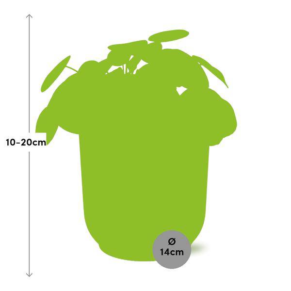 Chinesischer Geldbaum Pilea Peperomioides – Zimmerpflanze 12cm inkl. Ziertopf Vibes Fold Rosa Ø14cm – Glückspflanze mit runden Blättern – Pflegeleicht & dekorativ für Wohnzimmer, Büro & Schlafzimmer 