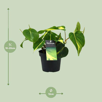 Baumfreund - Philondendron Brasil Scandens - Zimmerpflanze - Ø12cm - ↕20cm 