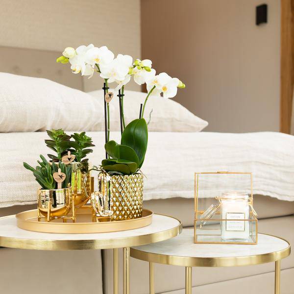 Weiße Phalaenopsis-Orchidee Amabilis + Diamant-Dekotopf gold – Ø9cm – 40cm hoch – Blühende Zimmerpflanze im eleganten Metallic-Topf 