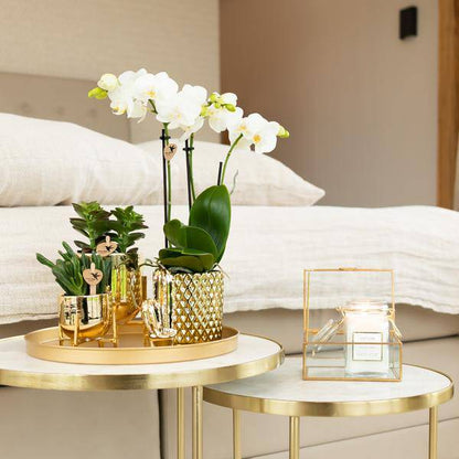 Weiße Phalaenopsis-Orchidee Amabilis + Diamant-Dekotopf gold – Ø9cm – 40cm hoch – Blühende Zimmerpflanze im eleganten Metallic-Topf 