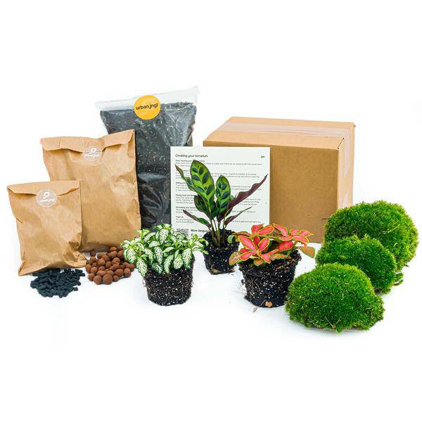 Flaschengarten-Set - Calathea Lancifolia - Nachfüllpackung & Starter-Kit-DIY 