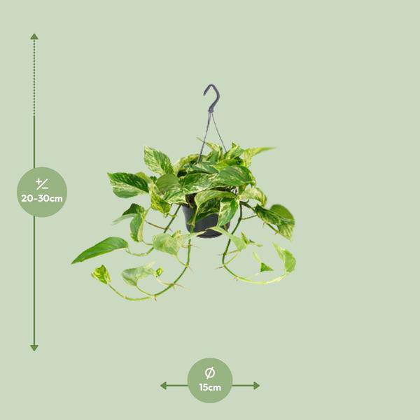 Efeutute Marble Queen – Epipremnum Scindapsus – Ø15cm x H25cm – Zimmerpflanze mit weiß-grüner Blattmusterung – Pflegeleicht – Für hellen Standort 