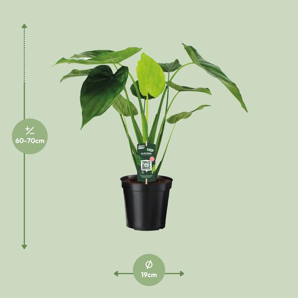 Alocasia Cucullata – Elefantenohr – Ø19cm x H55cm – Tropische Zimmerpflanze mit großen grünen Blättern – Pflegeleicht & dekorativ – Für indirektes Licht 