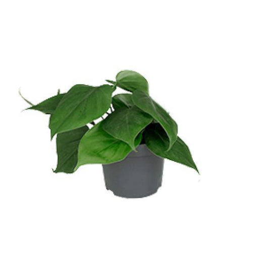 Philodendron Scandens – Baumfreund – Zimmerpflanze – Ø12cm Topf – ↕15–20cm Höhe – Pflegeleicht – Luftreinigend – Halbschatten – Grünpflanze für Zuhause & Büro 