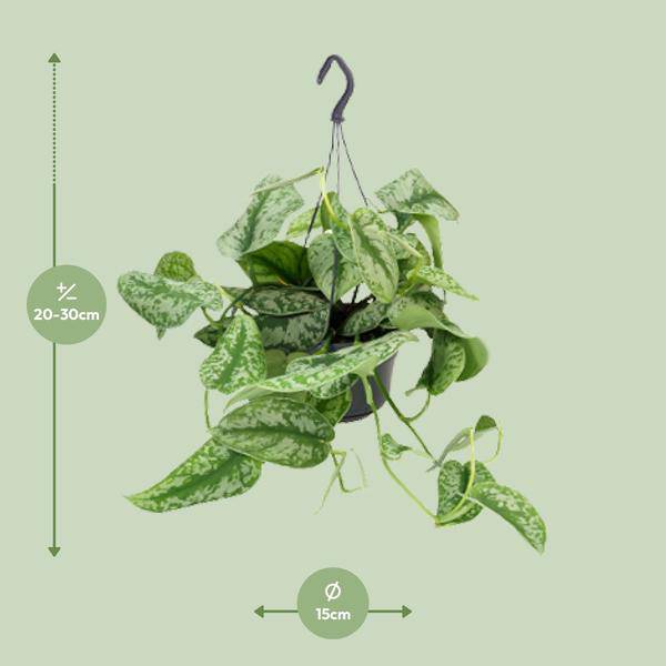 Gefleckte Efeutute – Scindapsus Pictus Trebie – Zimmerpflanze – Ø15 cm Topf – ca. 25 cm hoch – Herzförmige Blätter mit Silberflecken – Pflegeleicht & Dekorativ 